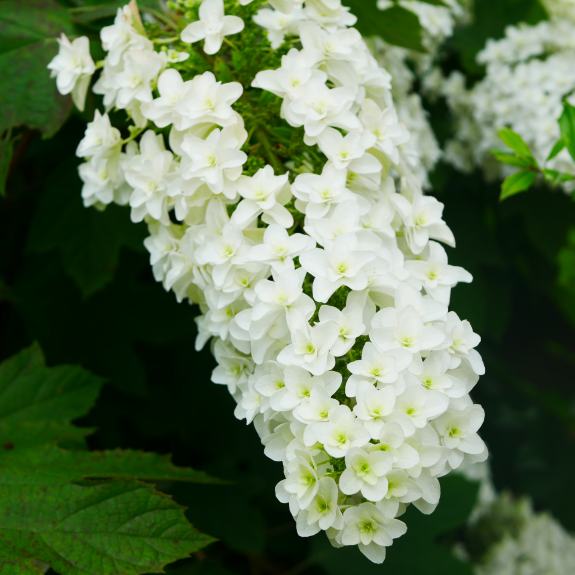Hydrangeas for Sale Buy Hydrangea Plants in Bulk Melbourne